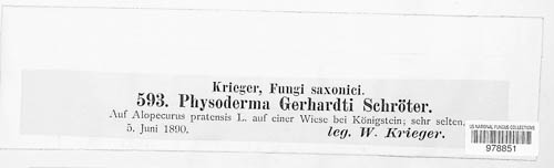 Physoderma gerhardtii image